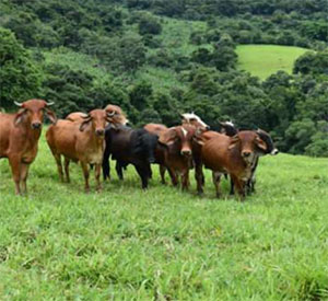 Sistema de detección contra intrusos y seguridad perimetral para la Agroindustria